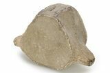 Fossil Mosasaur (Clidastes) Vertebra - Texas #251259-1